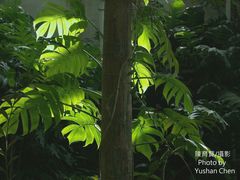 Rhaphidophora decursiva