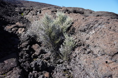 Seriphium passerinoides