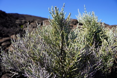 Seriphium passerinoides