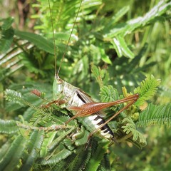 Conocephalus semivittatus