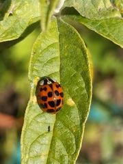 Harmonia axyridis
