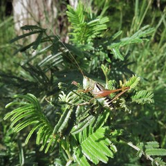 Conocephalus semivittatus