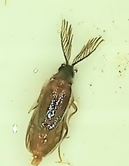 Ototretinae