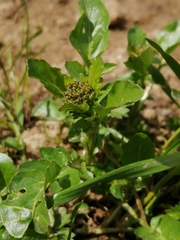 Barbarea vulgaris