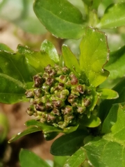 Barbarea vulgaris