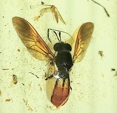 Hermetia lativentris