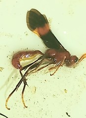 Trogomorpha arrogans