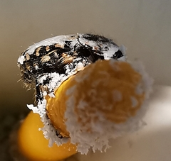 Oxythyrea funesta