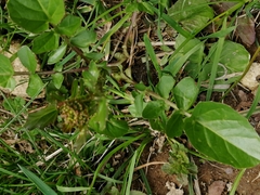 Barbarea vulgaris