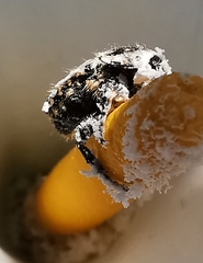 Oxythyrea funesta