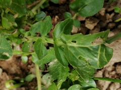 Barbarea vulgaris