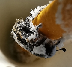 Oxythyrea funesta
