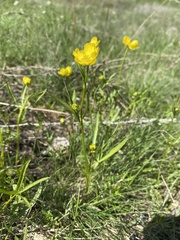 Ranunculus pedatus