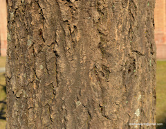 Beaucarnea recurvata