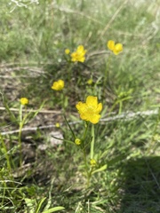 Ranunculus pedatus