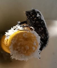 Oxythyrea funesta