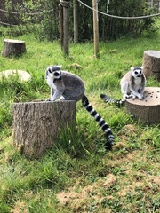 Lemur