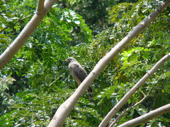 Rupornis magnirostris