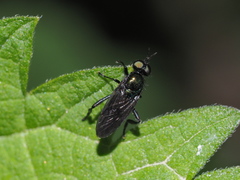 Actina chalybea