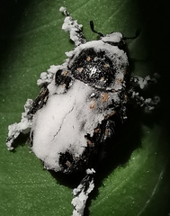 Oxythyrea funesta