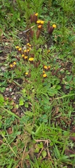 Tagetes multiflora
