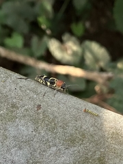 Xylotrechus rufilius