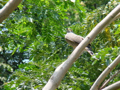 Rupornis magnirostris