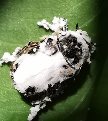 Oxythyrea funesta