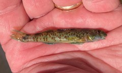 Etheostoma rupestre