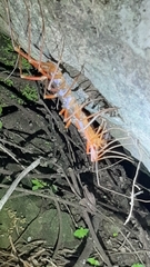 Thereuopoda clunifera