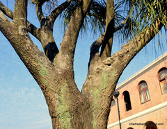 Beaucarnea recurvata