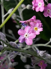 Myosotis