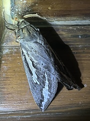 Abantiades argentata