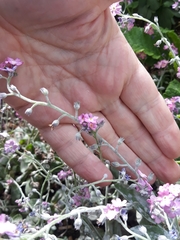 Myosotis