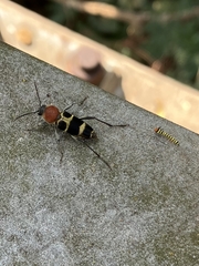 Xylotrechus rufilius