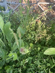 Borago officinalis
