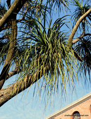 Beaucarnea recurvata