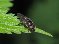 Cheilosia albitarsis