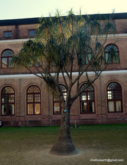 Beaucarnea recurvata