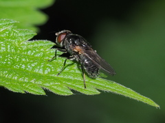 Cheilosia albitarsis