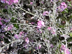 Myosotis
