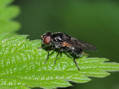 Cheilosia albitarsis
