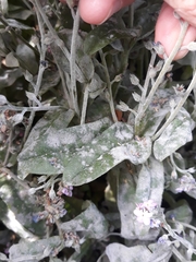 Myosotis