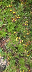 Tagetes multiflora
