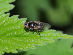 Cheilosia albitarsis