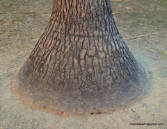 Beaucarnea recurvata