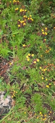 Tagetes multiflora