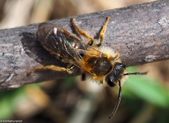 Andrena