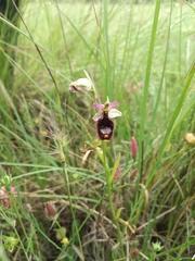 Ophrys bertolonii