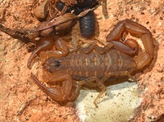 Centruroides guanensis